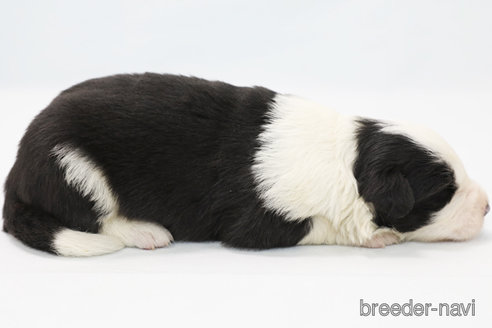 成約済の神奈川県のボーダーコリー-304591の5枚目